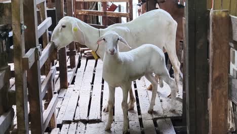 white sheep and lamb in a barn