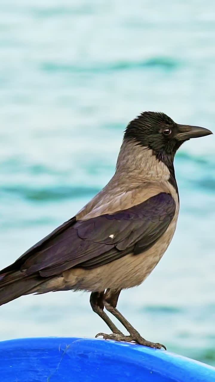 Bird standing feet on sea beach. Wild bird portrait against sea shore. Vertical video