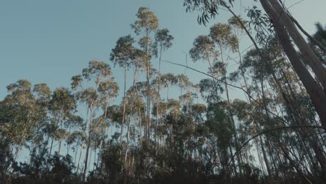 tall trees in a blue sky