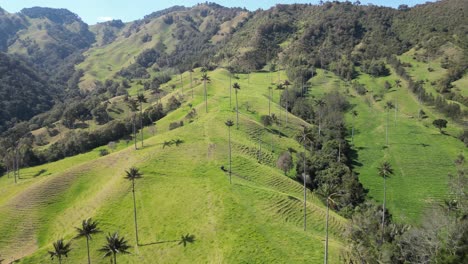 Flying-over-a-mountain-ridge-full-of-wax-palms-in-the-green-Valle-de-la-Samaria-near-the-town-of-Salamina-in-the-Caldas-department-of-the-Coffee-Axis-in-Colombia