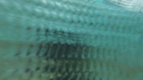 A-close-up-view-of-a-bonefish-school-swimming-in-clear-turquoise-water