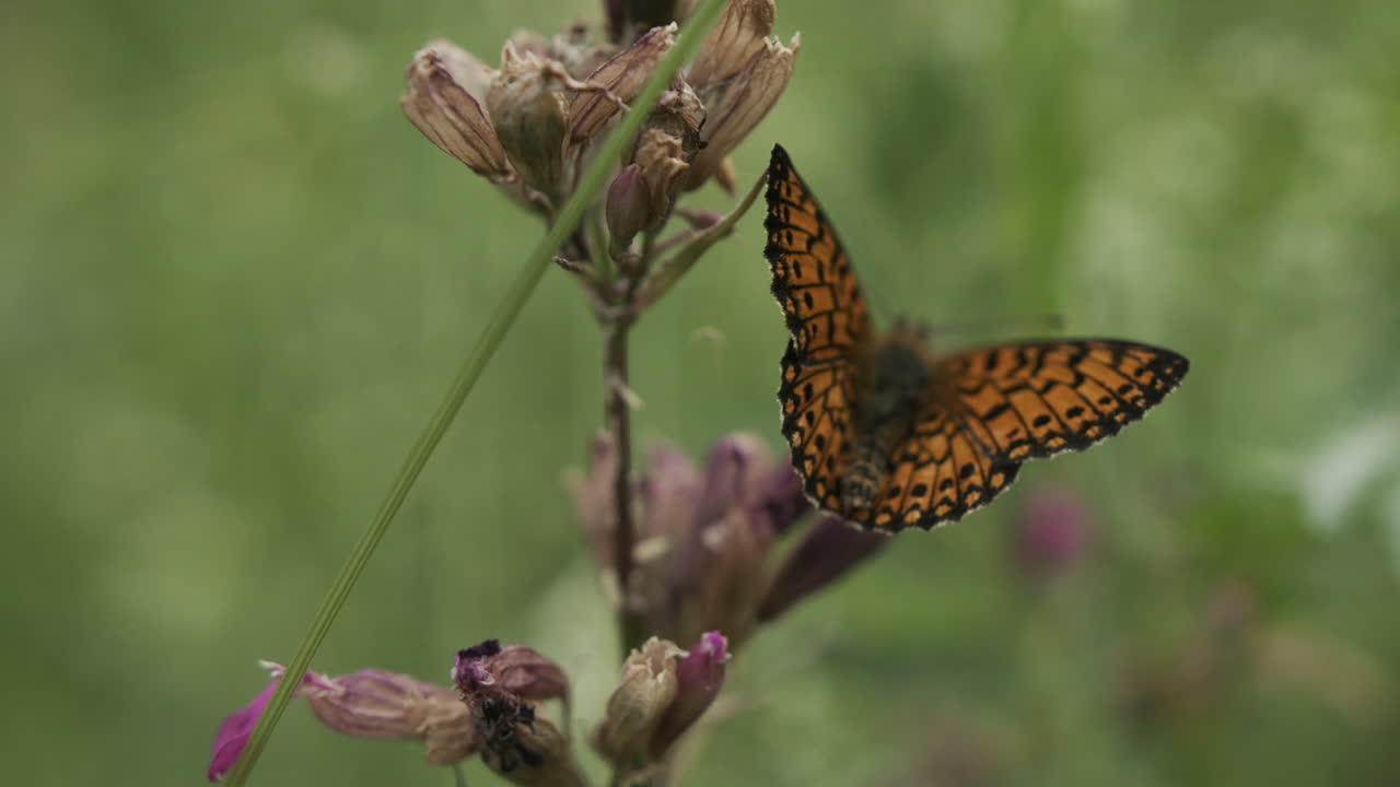 mariposa en una flor