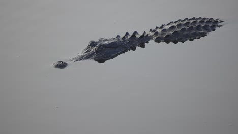 alligator floating through water half exposed