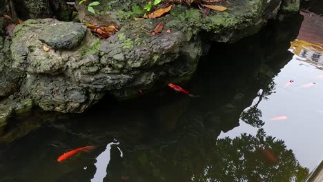 koi fish swimming in a temple pond