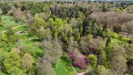 panning drone aerial trees virginia water windsor great park surrey uk