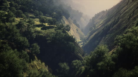 árboles-Verdes-En-El-Cañón-Al-Atardecer-Con-Niebla