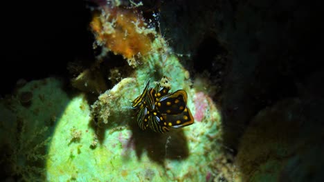 vibrant spotted sea slug on coral reef