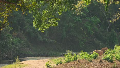 Ein-Stier,-Gefolgt-Von-Einem-Anderen,-Wurde-Gesehen,-Wie-Er-Aus-Dem-Wald-Durch-Das-Ausgetrocknete-Bachbett-Kam