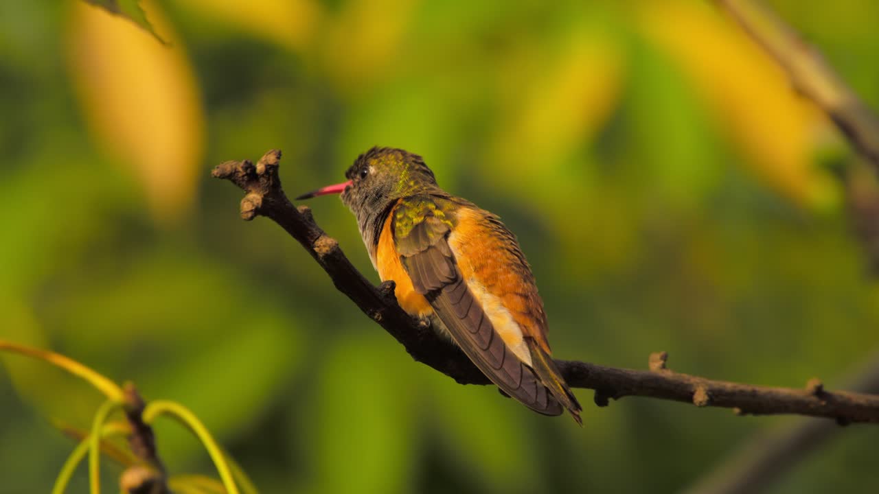 Small bird perched on a branch surrounded by blurred greenery in the background