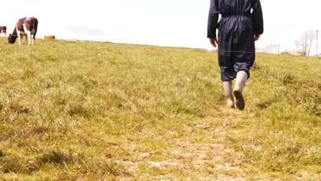 cattle farmer walking in the field