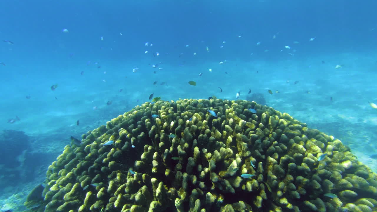 una variedad de peces nadando a lo largo de un arrecife de coral