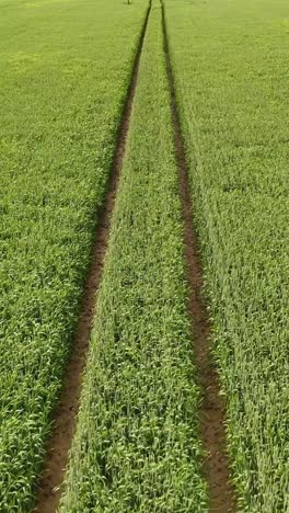 a vertical shot of a wheat field with tractor tracks cutting through the crop