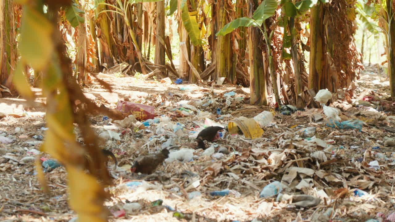 mucha basura y plástico en un pequeño bosque en zanzíbar, tanzania, áfrica