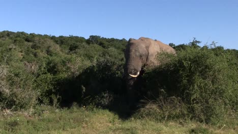 Addo-Elefantenpark,-Südafrika