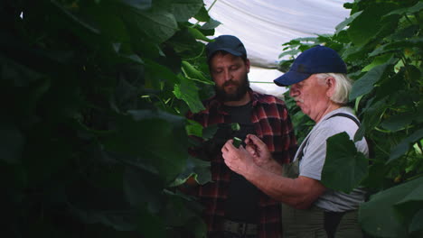 male gardeners examining ripe cucumber in hothouse elderly man breaking and sharing fresh cucumber with adult colleague while working in greenhouse together