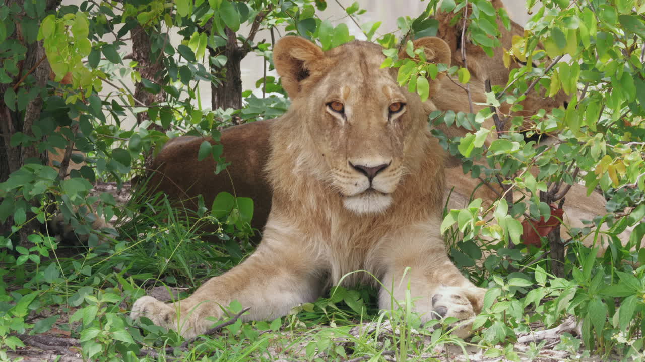 leones machos jóvenes se refugian y descansan, botswana, delta del okavango