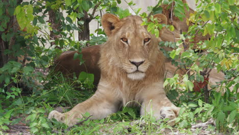 young male lions shelter and rest, botswana okavango delta