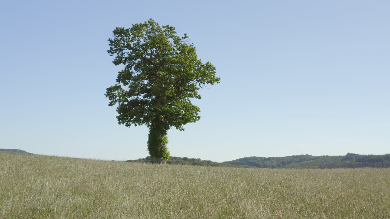 Solitary Tree in a Field