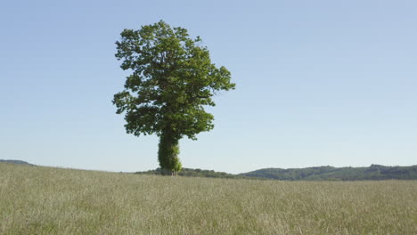 solitary tree in a field