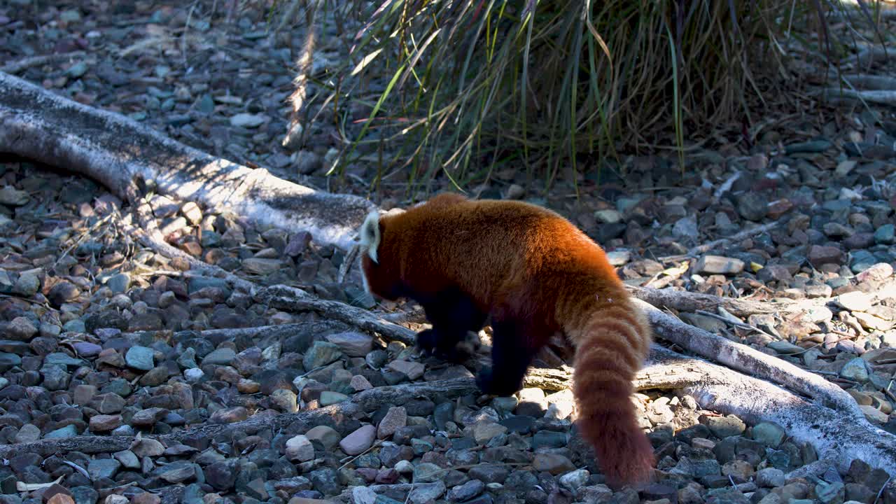 Un panda rosso cammina su terreno roccioso e tronchi sotto la luminosa luce solare naturale in Australia