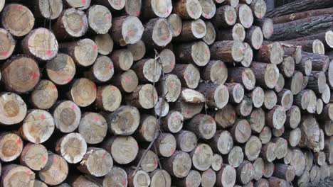 many wooden logs stacked in a pile. a big pile of wood.