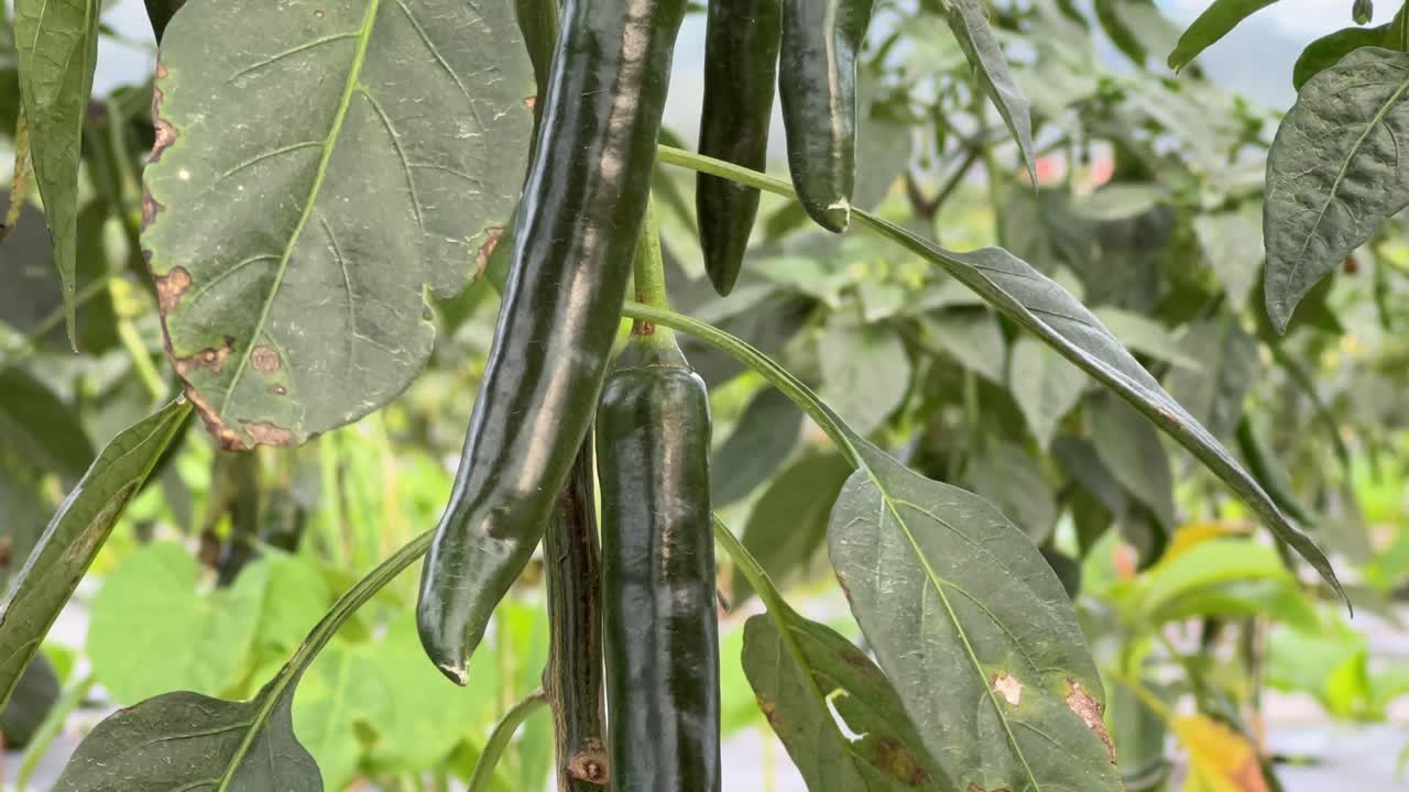 Close up green hot chili on tree at plantation, agriculture and food product concept.