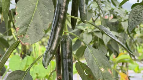 close up green hot chili on tree at plantation, agriculture and food product concept.