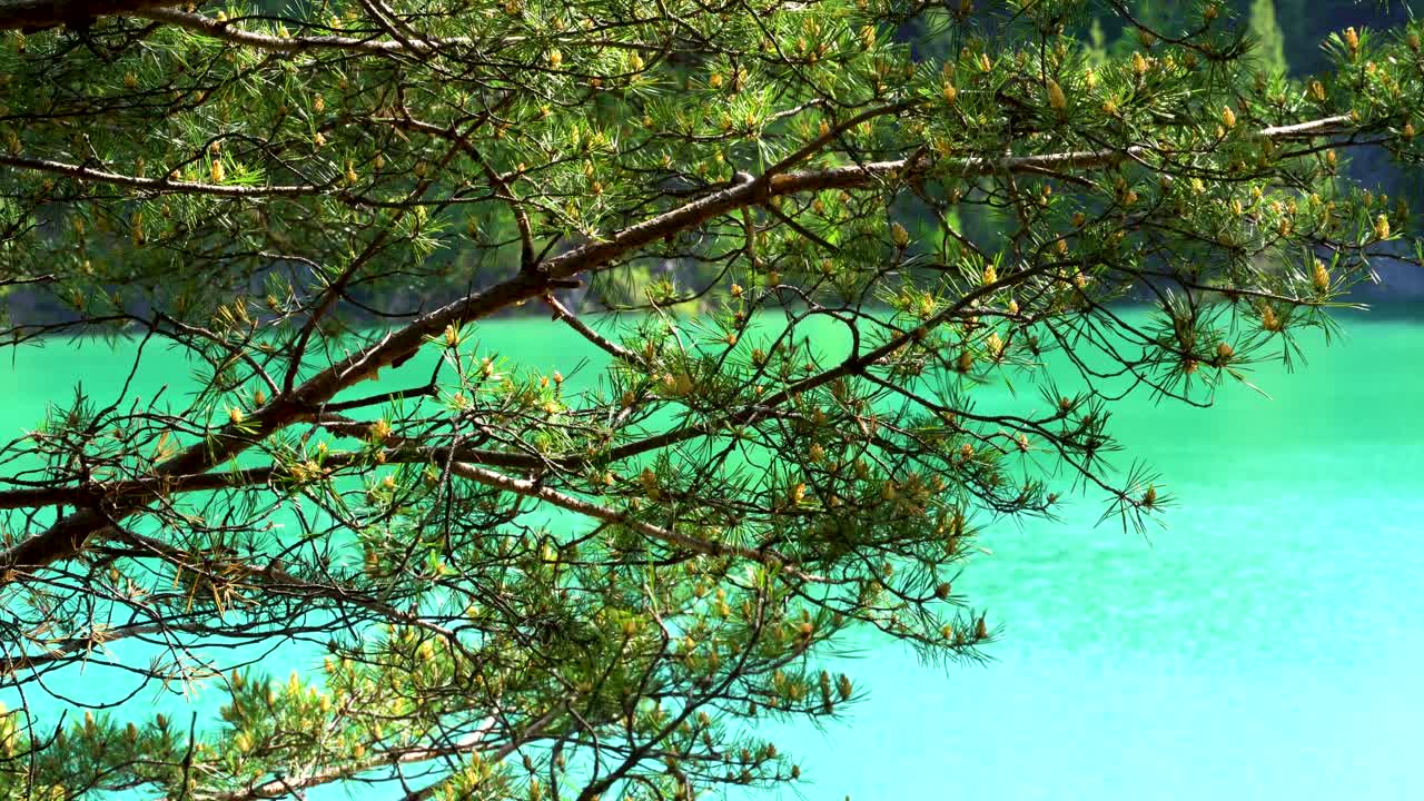 푸르키즈색 호수 근처 의 소나무