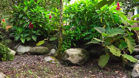 smooth dolly in on a natural path surrounded by green banana plants, rocks, and tropical greenery. ideal for nature, farming, and travel content.
