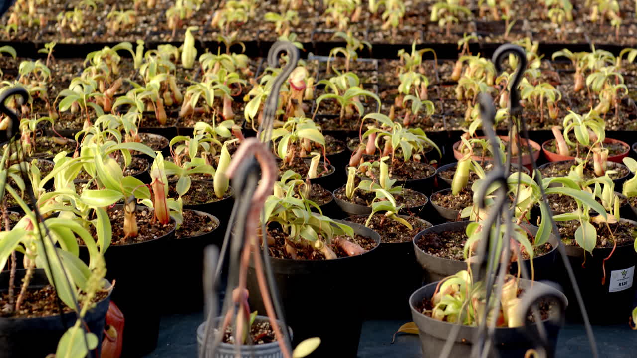 Rows of young plants growing in pots at greenhouse nursery