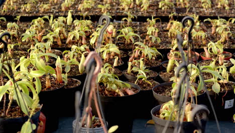 rows of young plants growing in pots at greenhouse nursery