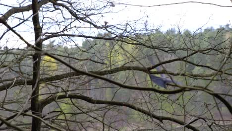 The-jackdaw-is-sitting-on-a-branch-and-after-a-while-flies-away