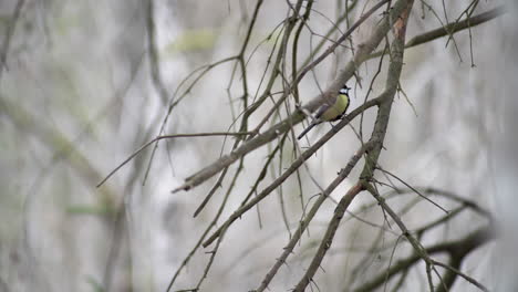 Great-tit-scaring-a-European-robin-sitting-on-a-branch