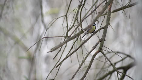 great tit scaring a european robin sitting on a branch