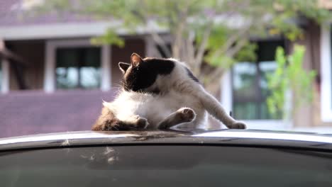 cat on top of the roof doing self cleaning