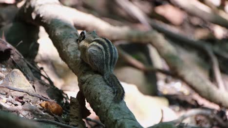 seen from its back resting on a large root while eating, himalayan striped squirrel mcclellandii, thailand