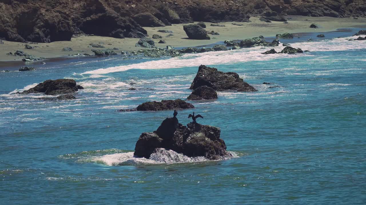 바다의 바위에 자리 잡은 바닷새의 핸드헬드 샷