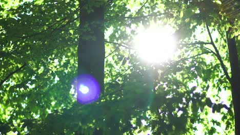 Tobogán-Mágico-En-El-Bosque