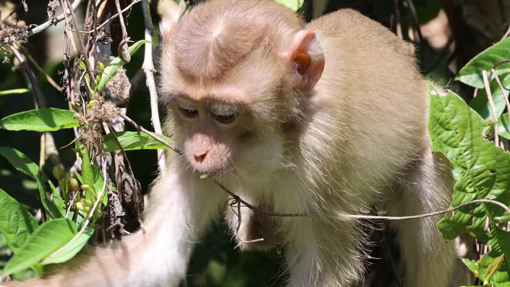 Monkey interacting with plants in natural habitat
