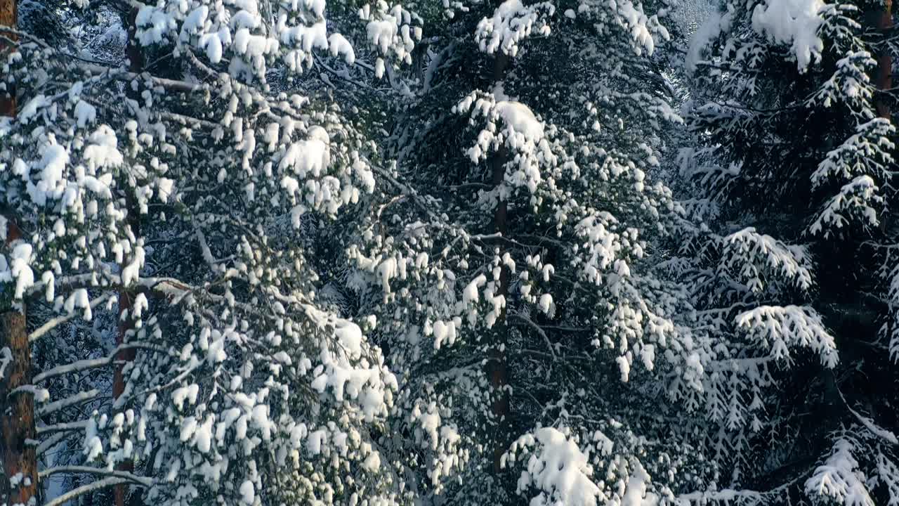 hermoso bosque de nieve en invierno. volando sobre pinos cubiertos de nieve.
