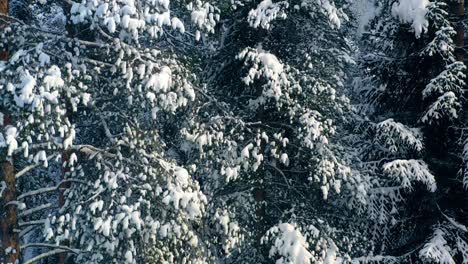 Beautiful-snow-scene-forest-in-winter.-Flying-over-of-pine-trees-covered-with-snow.