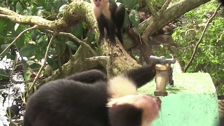 Two capuchin monkeys play around a water spigot