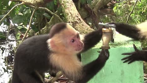 dos monos capuchinos juegan alrededor de un grifo de agua