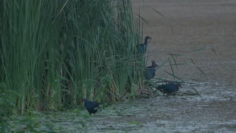 Gruppe-Von-Vögeln-Spielen-Im-See