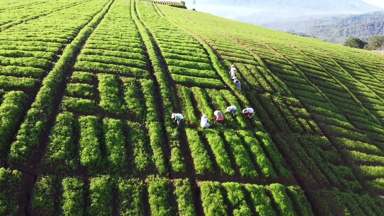 Beautiful view of the vegetable garden in Brakseng Hill, East Java.  aerial view of carrot garden at the foot of Mount Welirang