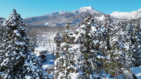 Rising-aerial-view-of-snowy-Mount-Myoko-behind-trees