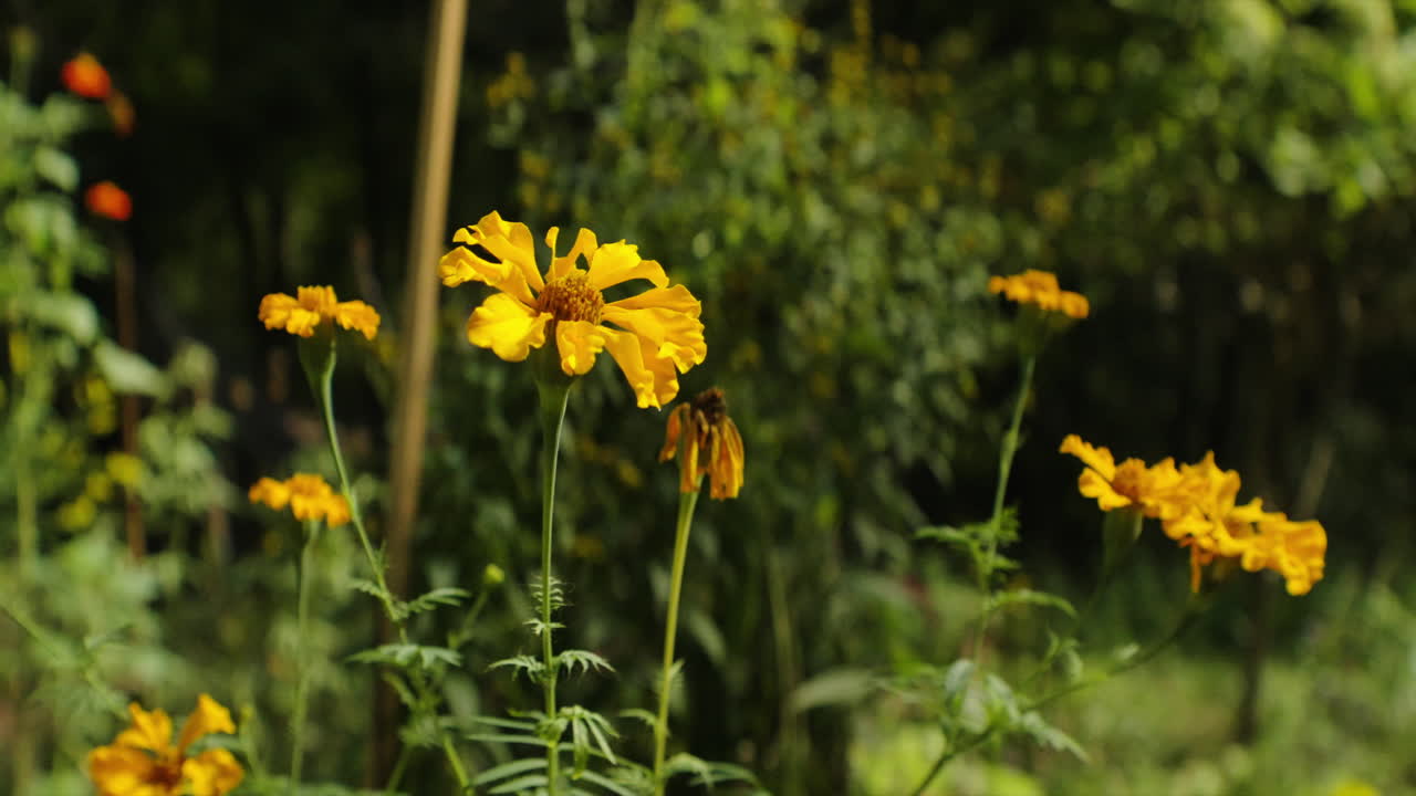 Calendule fiorite in estate, primo piano con carrellata