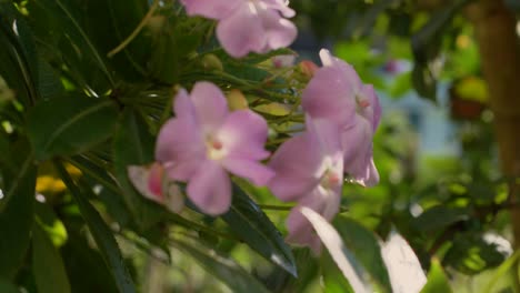 rack enfoque de hermosas hojas de flores de plumeria rosa vibrante en el árbol por la construcción