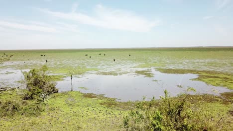 árboles, pájaros voladores y vacas en pantanos, ecosistema pantanoso