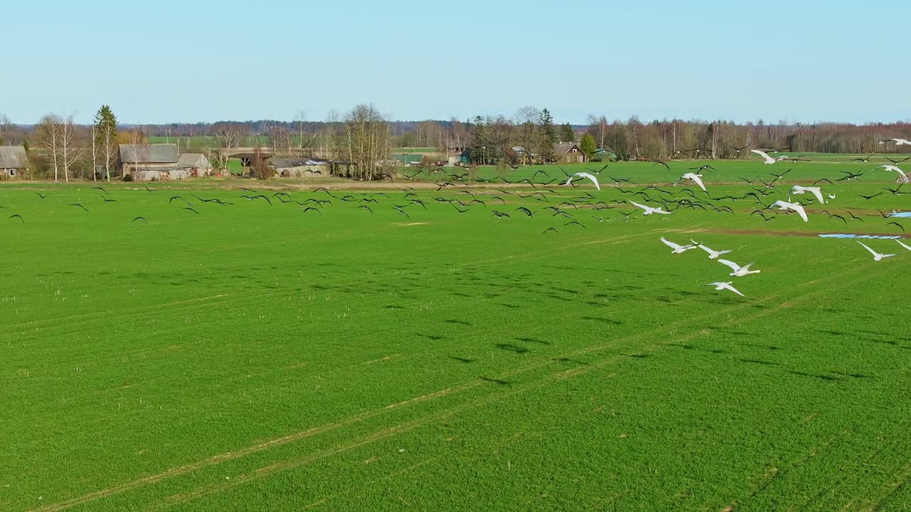 Slow motion reveals balance of movement and life across open green fields